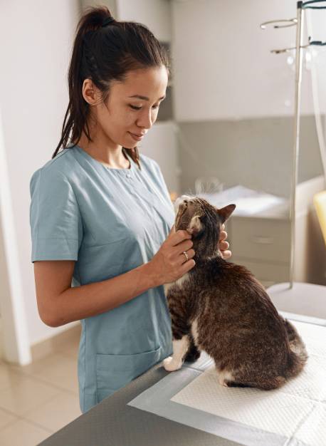 veterinarian-examines-cat