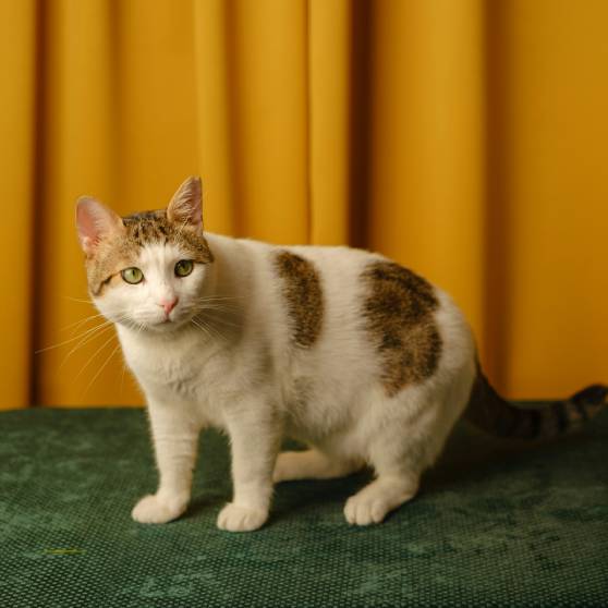 a cat sitting on top of cushion
