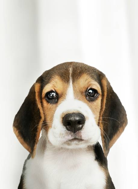 adorable-puppy 