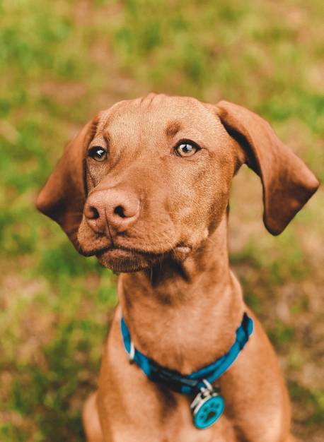 brown short dog