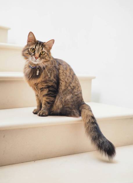 brown-tabby-cat