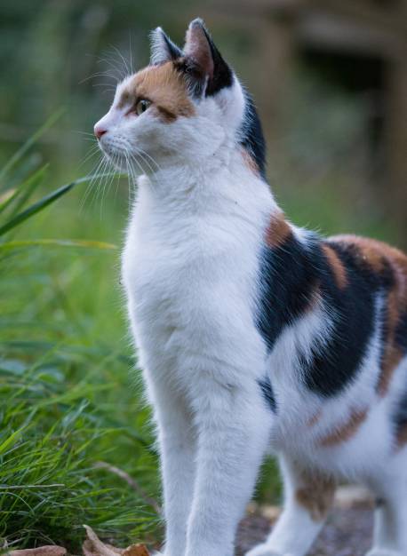calico cat