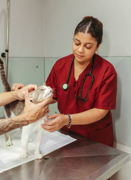 cat checkup