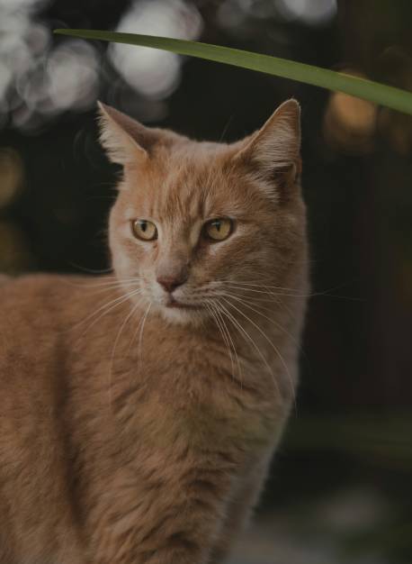 cat near plant