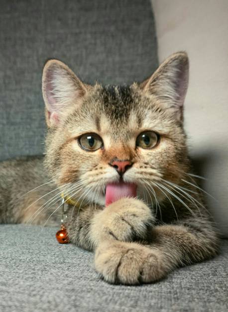 Cute Cat