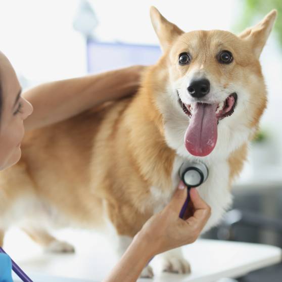Diagnostics of internal diseases in pets concept