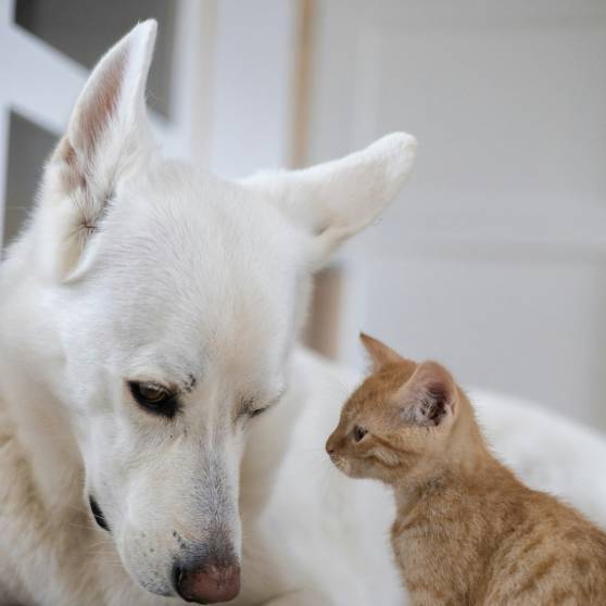 A dog and a cat sitting on the floor