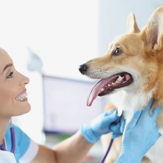 Female Veterinarian Checking Dog