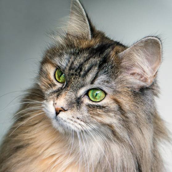 Focus Photography Of Long Fur Brown Cat