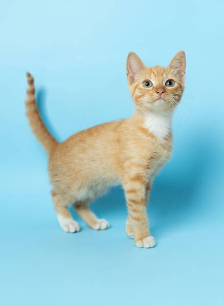 orange-white-kitten-standing