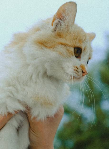 person-holding-cat-in-their-arms
