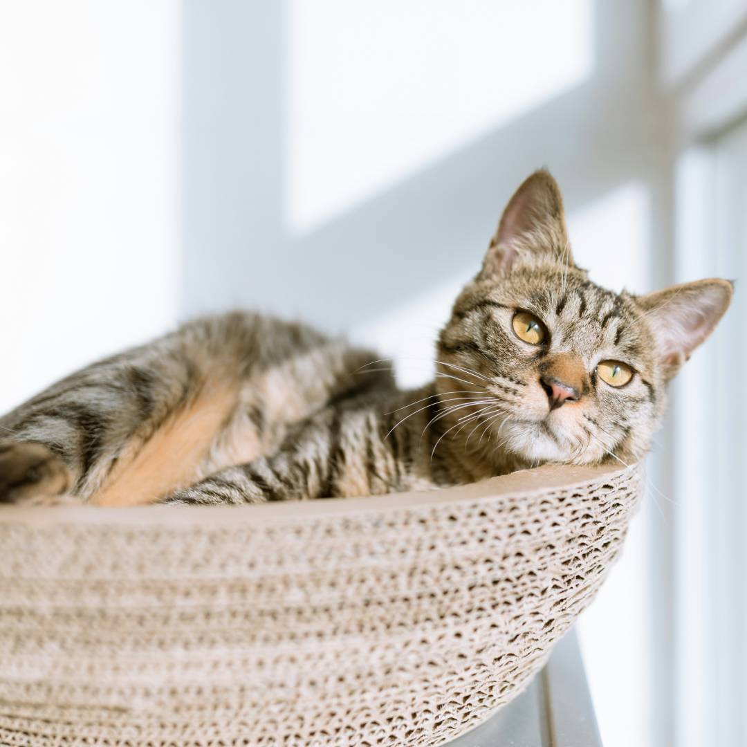 silver tabby cat
