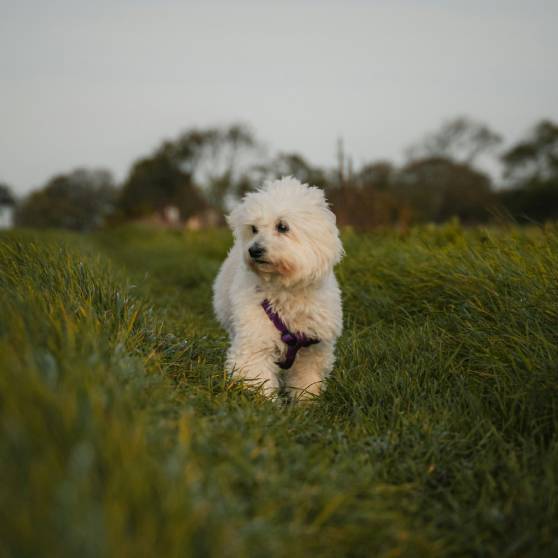 Small White Dog Walking Green Field