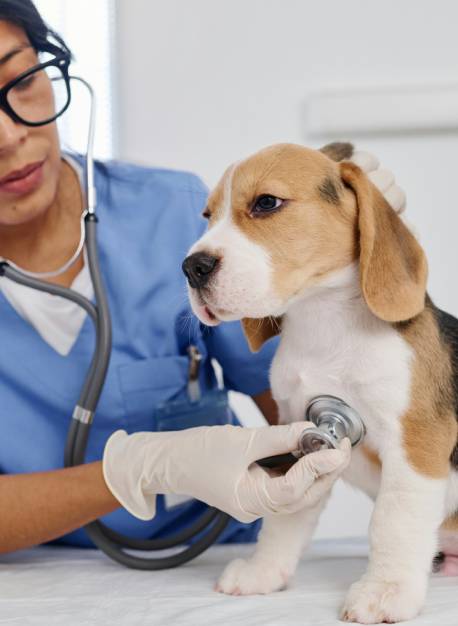vet-examining-puppy<br />
