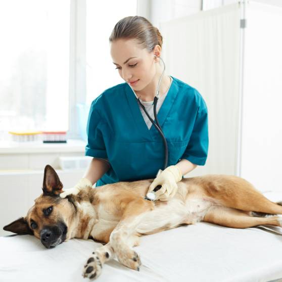 vet examining Sick shepherd dog