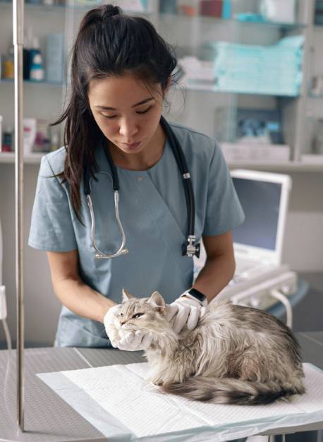 veterinarian-examines-cat