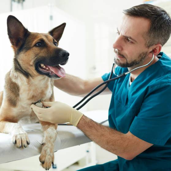 Veterinarian With Sheepdog