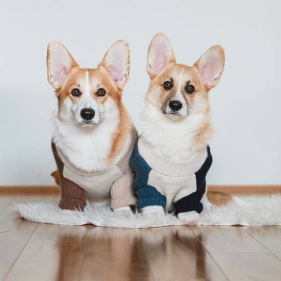 SFVH Staff 1 copy two corgis sitting down and wearing sweaters