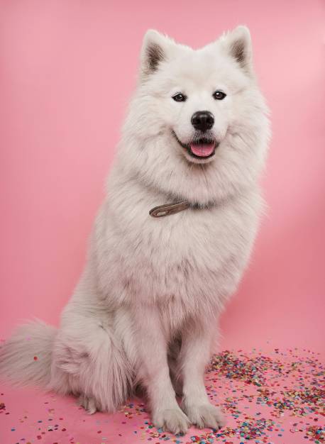white long coat small dog
