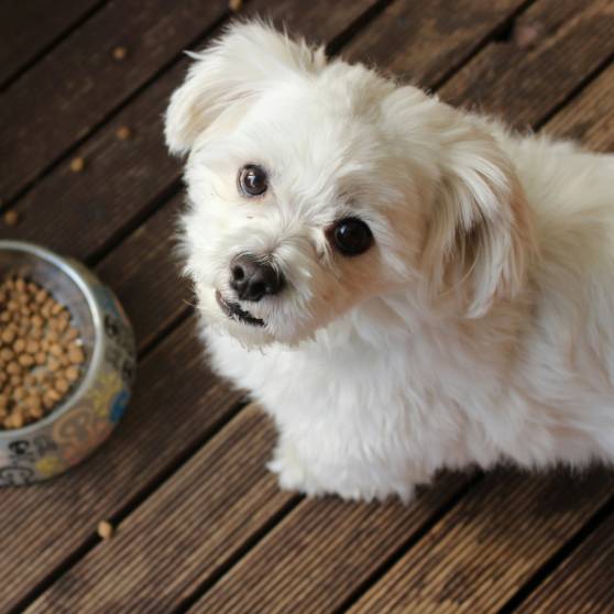 White Long Dog On Brown Wooden Floor