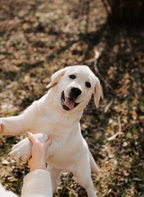 woman-holding-white-dog-in-her-arms
