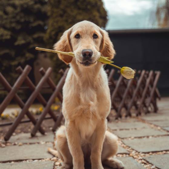 Yellow Labrador Retriever