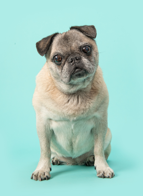 senior pug with head tilted