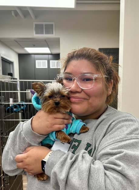 Yorkie puppy in light blue sweater