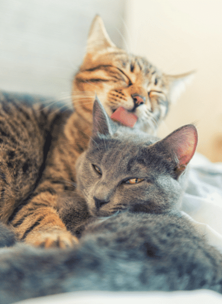 two cats laying down cleaning each other