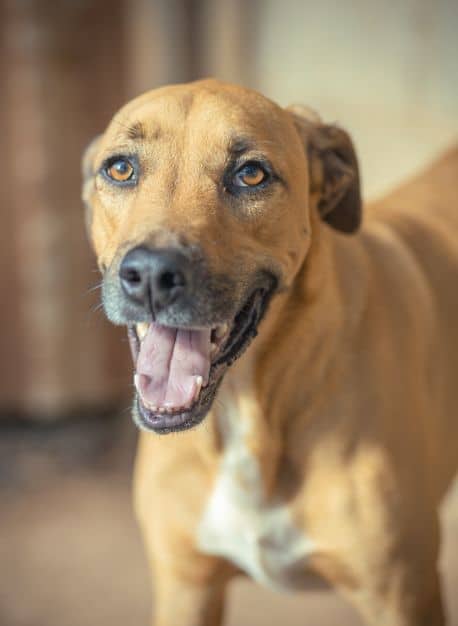 two cats laying down cleaning each other