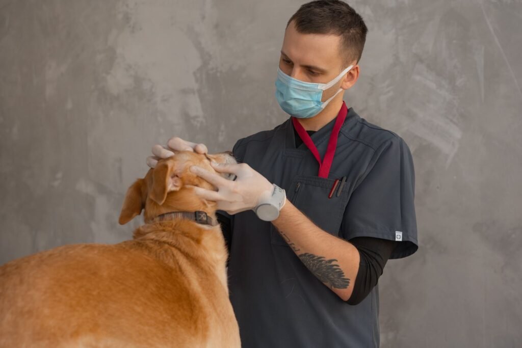 Veterinarian examining a dog's teeth to check for dental disease and bad breath in San Francisco