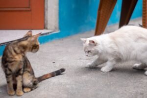 A playful moment between two cats outdoors. Perfect for pet lovers.