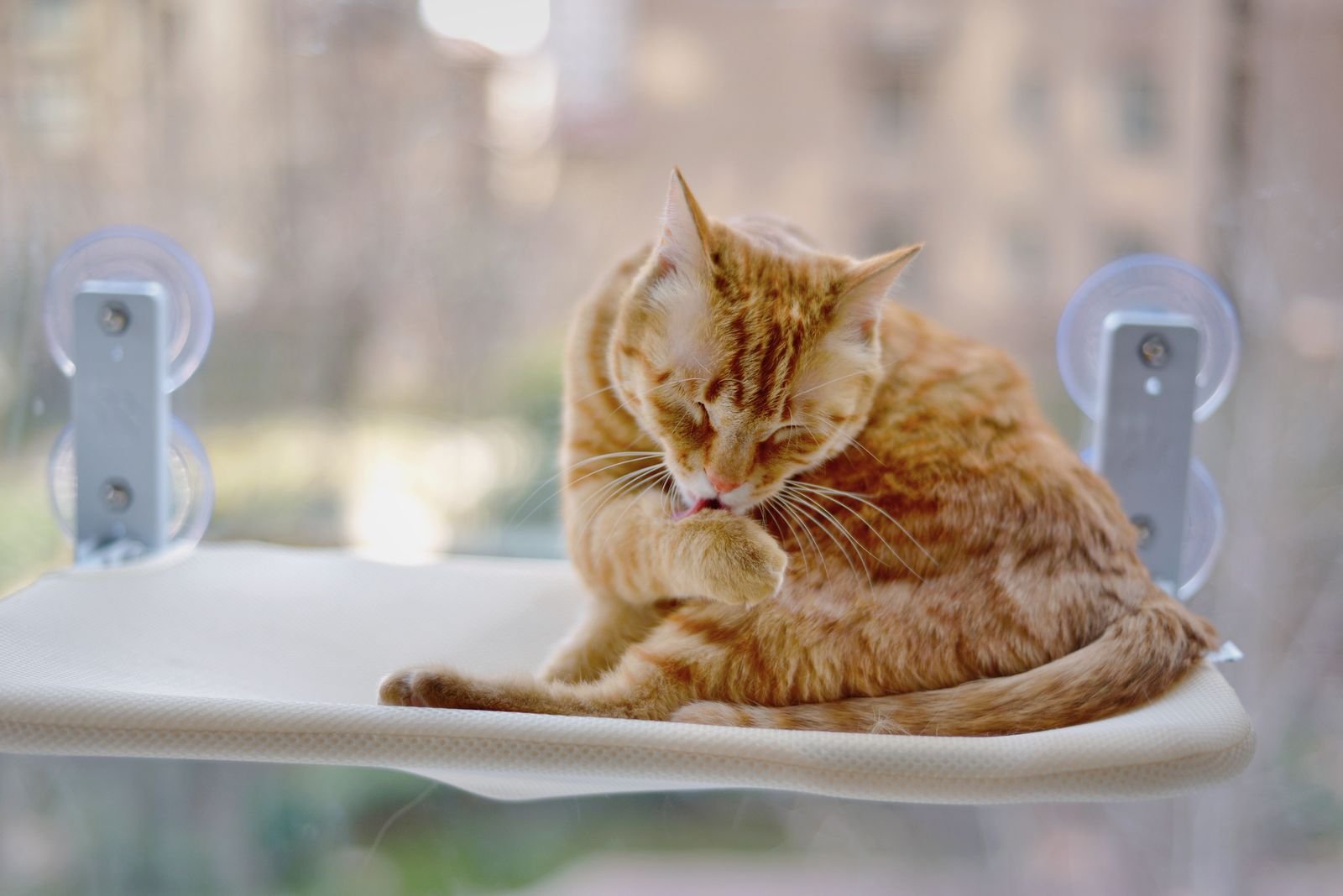 Orange tabby cat relaxing on a window perch in a San Francisco apartment