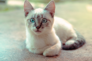 Charming close-up of a blue-eyed domestic cat captured in Brazil, showcasing its striking features.