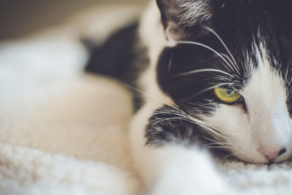 A relaxed black and white domestic cat with yellow eyes, close-up view.