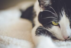 A relaxed black and white domestic cat with yellow eyes, close-up view.