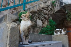 Two domestic cats relax on concrete steps in the historic city of Acre, Israel.